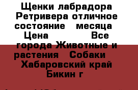 Щенки лабрадора Ретривера отличное состояние 2 месяца › Цена ­ 30 000 - Все города Животные и растения » Собаки   . Хабаровский край,Бикин г.